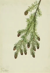 Western Hemlock Tsuga heterophylla, 1923.    1140005   no       norwegian Successfully Translated  Original: Stags Translat: Stags 1292715 no norwegian Successfully Translated Original: The Blacksmith Translat: The Blacksmith 1271218 no norwegian Successfu