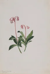 Western Pipsissewa (Chimaphila umbellata)