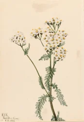 Vestlig ryllik (Achillea lanulosa)