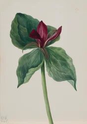 Whippoorwill-blomst (Trillium H.)
