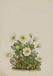 Hvit dryade (Dryas octopetala)