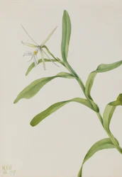 Hvit epidendrum (Epidendrum nocturnum)
