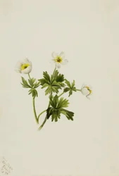 Hvit Globeflower (Trollius albiflorus)
