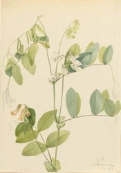 Hvit ert (Lathyrus ochroleucus)