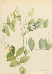 Hvit ert Lathyrus ochroleucus, 1920.