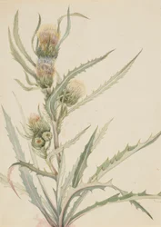Hvit tistel (Cirsium hookeranum)