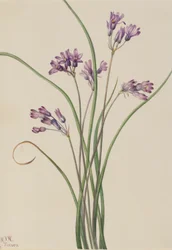 Vill hyacint (Brodiaea pulchella)