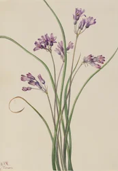 Vill Hyacinth Brodiaea pulchella, 1927.