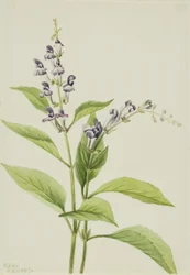 Skogskalle (Scutellaria serrata)