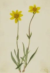 Ullen Arnica (Arnica tomentosa)