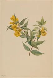 Gul jessamin (Gelsemium sempervirens)