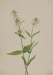 Gul Pentstemon (Pentstemon confertus)