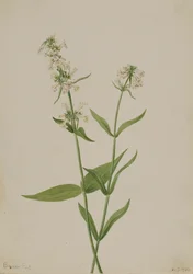 Gul Penstemon Penstemon confertus, 1904.