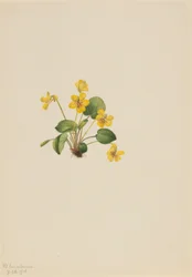 Gulfiolett (Viola orbiculata)