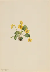 Gulfiolett Viola orbiculata, 1916.