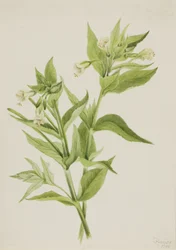 Yellow Willow-Weed Epilobium lutem, 1906.