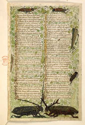 Legge til. 28841, f.2: Hornbiller, sirisser og locus.  Avhandling om dyder og laster, og en anonym prosahistorie på Sicilia (fragment)  Cocharelli