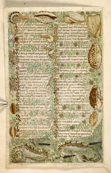 Legge til. 28841, f.3v: Sjøhester, snegler og skjell, fra en avhandling om dyder og laster, og en anonym prosahistorie på Sicilia (fragment), ca. 1330-40 (vellum)