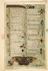 Legge til. 28841, f.4: Veps, møll, øyenstikkere og en larve, fra en avhandling om dyder og laster, og en anonym prosahistorie på Sicilia (fragment), ca. 1330-40 (vellum)