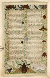 Legge til. 28841, f.4v: Møller og hornbiller, fra en avhandling om dyder og laster, og en anonym prosahistorie på Sicilia (fragment), ca. 1330-40 (vellum)