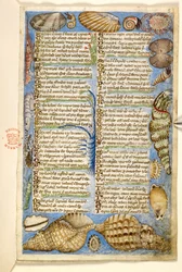 Legge til. 28841, f.5: Skjell og marine skapninger, fra en avhandling om dyder og laster, og en anonym prosahistorie på Sicilia (fragment), ca. 1330-40 (vellum)