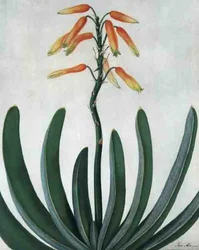 Aloe Striata (akvarell og gouache over blyant på vellum)