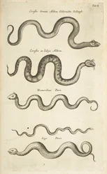 Tab II, Snakes, Illustrasjon fra fra "Natural history of quadrupeds"