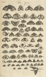 Tab. IV, Sommerfugler og møll, illustrasjon fra "Firebeintes naturhistorie"