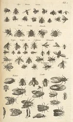 Tab I, bier og veps, illustrasjon fra "Natural History of Quadrupeds"