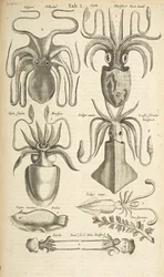 Tab I, blekksprut, illustrasjon fra "Firebeintes naturhistorie"