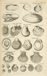 Tab XIV, Diverse skjell, Illustrasjon fra 