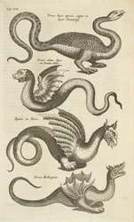 Tab XII, Mytiske skapninger, Drager, Illustrasjon fra "Firebeintenes naturhistorie"