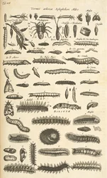 Tab XIX, Caterpillars, Illustrasjon fra "Natural history of quadrupeds"