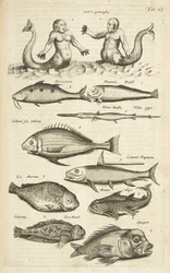 Tab 40, Anthropomorphos; Havfrue; Merman; Tropical Fish, illustrasjon fra "Natural history of quadrupeds"