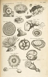 Tab XVIII, Marine liv, Illustrasjon fra fra "Natural history of quadrupeds", Vol 2