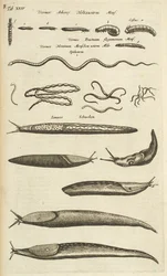 Tab XXIV, Slugs and Worms, Illustrasjon fra "Firebeintenes naturhistorie"