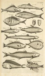 Tab. 33, Piggfisk, Illustrasjon fra "Firebeintes naturhistorie"