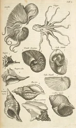 Tab X, blekksprut- og Nautilus-skjell, illustrasjon fra 