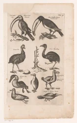 Toekans en andere vogels Fuglenes naturhistorie, Libri VI J. Jonston (serietittel)