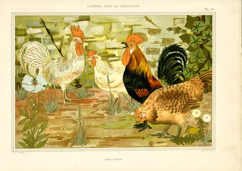 Naturalistisk skildring av kyllinger og haner (lito)