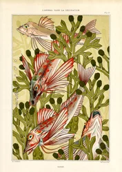 Stilisert fisk blant sjøplanter (lito)
