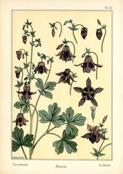 The Columbine (farge litho)
