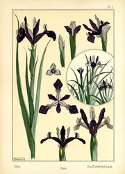 Iris (farge litho)