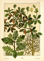 Eiken (farge litho)