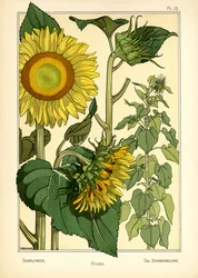 Solsikken (farge litho)