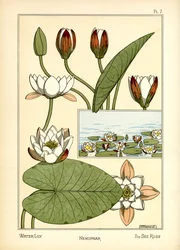 Vannliljen (farge litho)