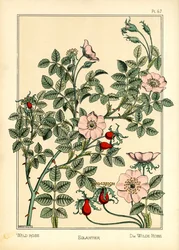 The Wild Rose (farge litho)