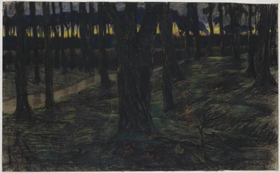 Skogutsikt ved solnedgang