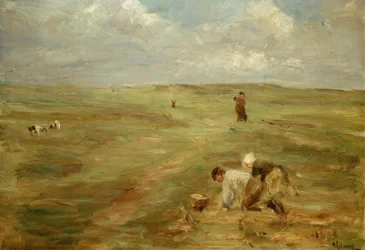 Potetgravere i sanddynene i Zandvoort