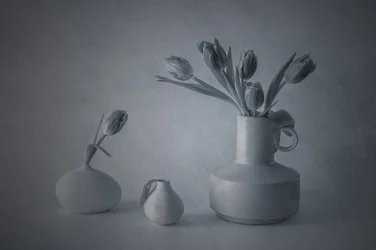 Stemningsfullt stilleben med tulipaner